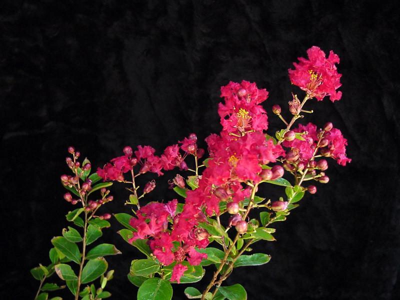 Crepe Myrtle Flower Remedy