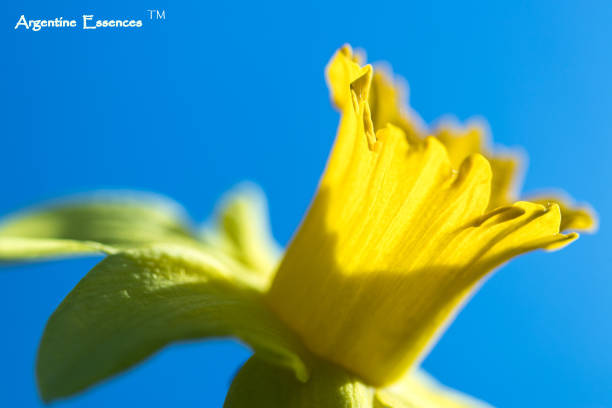 Yellow Daffodil Flower Essence