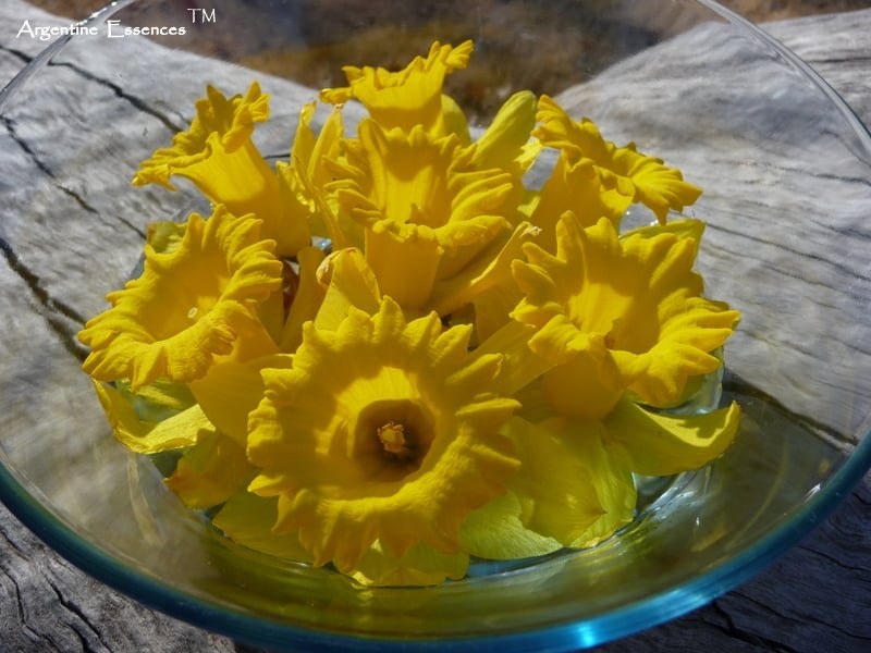 Yellow Daffodil Flower Remedy (sunlight)