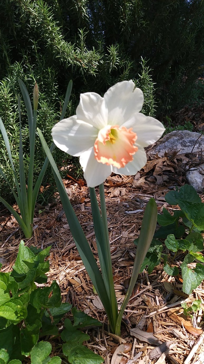 Daffodil Flower Essence