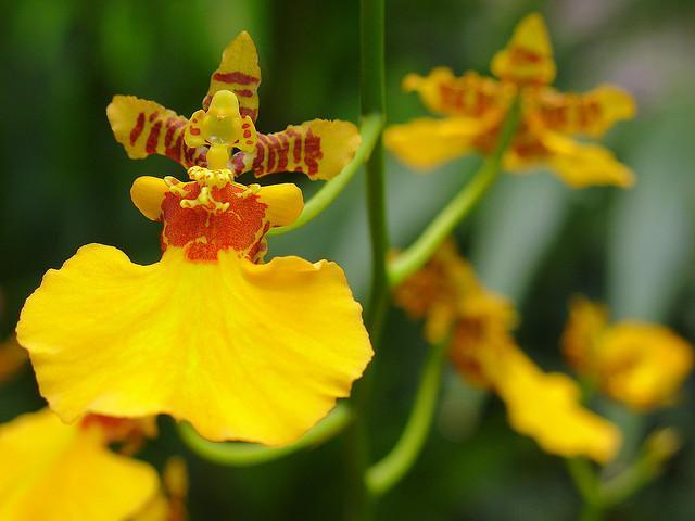 Dancing Lady Orchid Flower Remedy