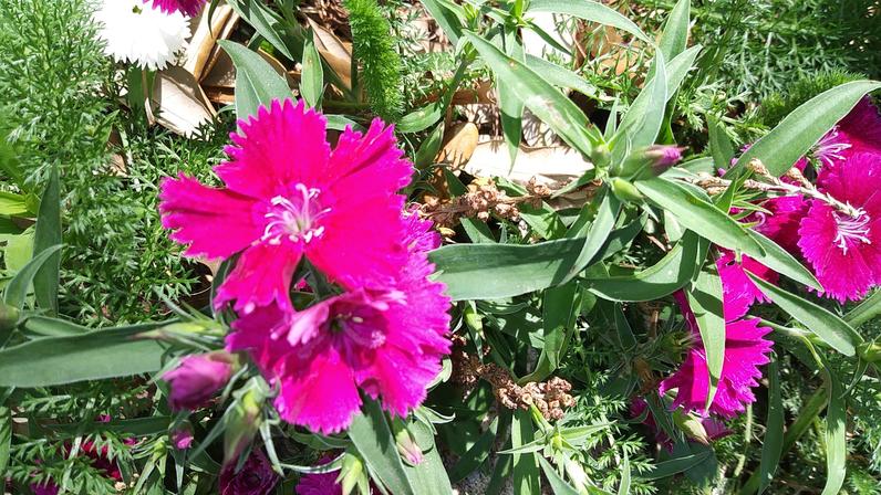 Dianthus, Wee Willy Flower Remedy