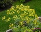 Dill Flower Essence