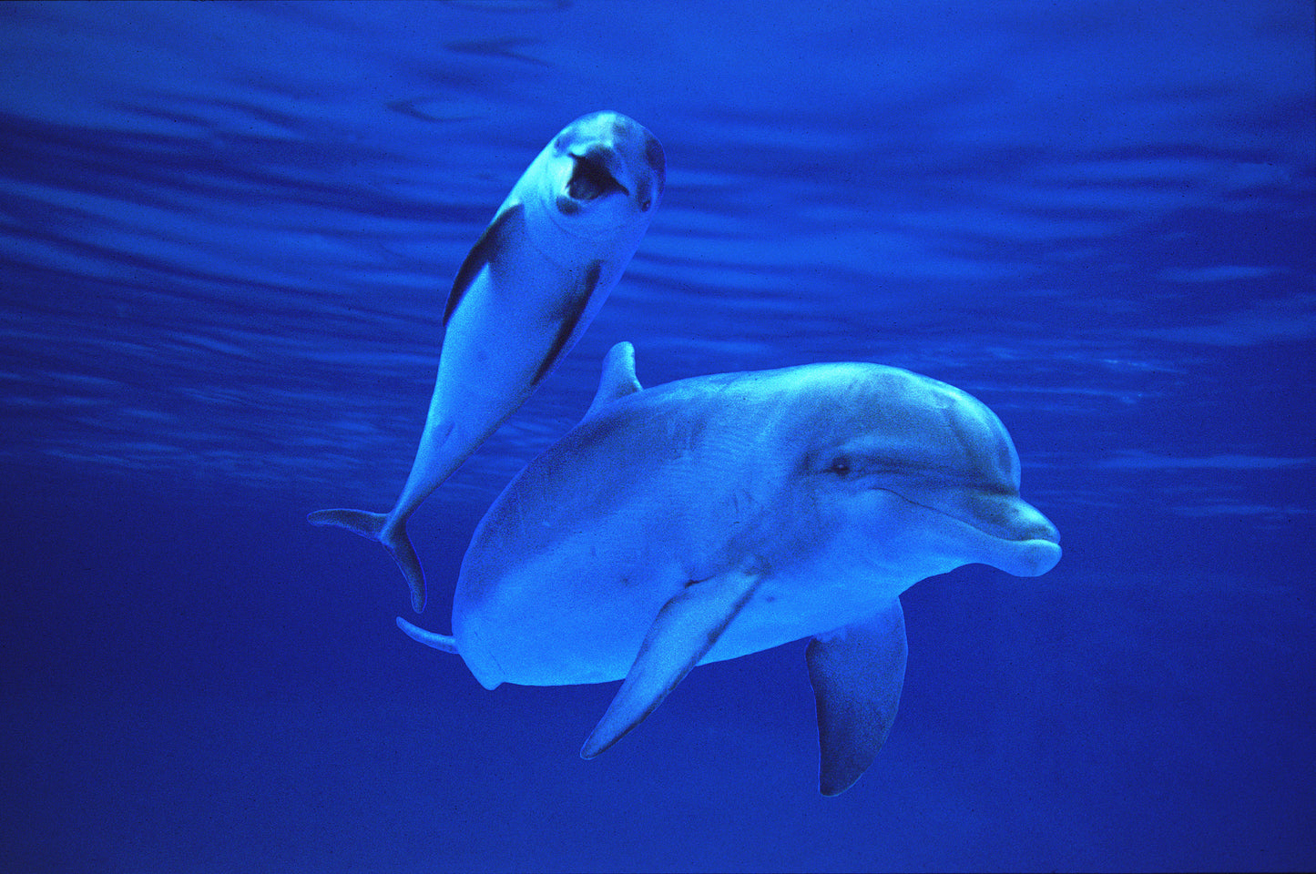 Dolphin Calf Essence Vibrational Remedy