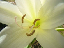 Load image into Gallery viewer, Easter Lily Flower Remedy

