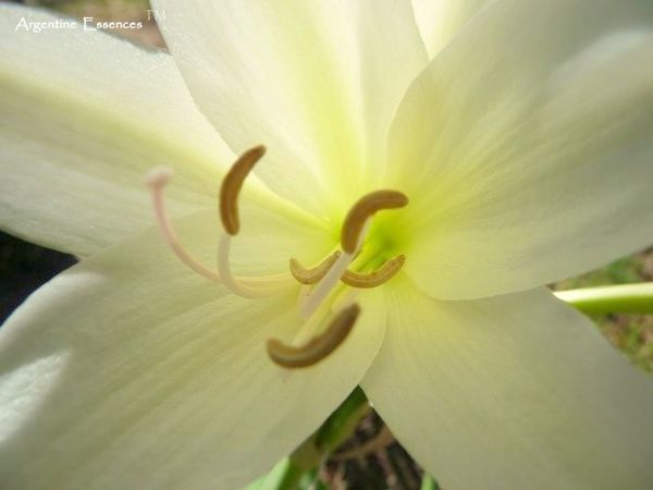 Easter Lily Flower Remedy