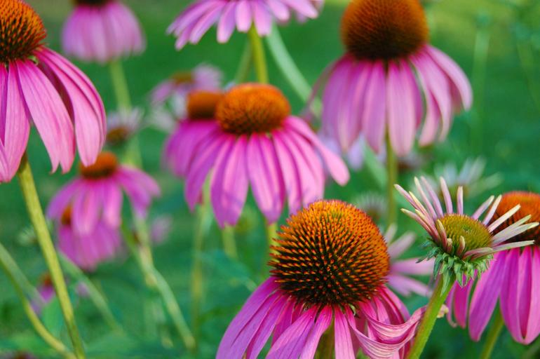 Echinacea Flower Essence