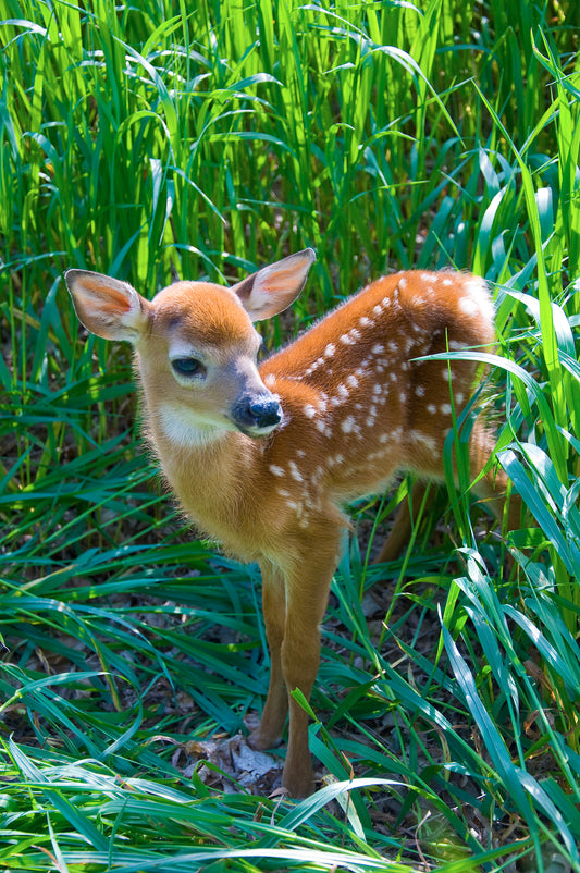 Fawn Animal Vibrational Essence  Remedy