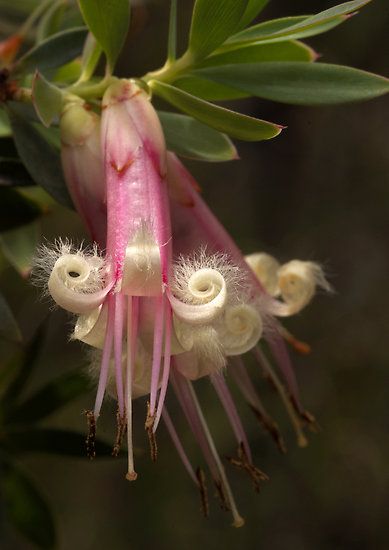 Five Corners Australian Bush Flower Essence