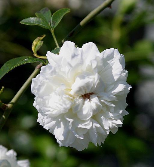 Fortuniana/Rose Lady/ Cherokee Rose Flower Essence