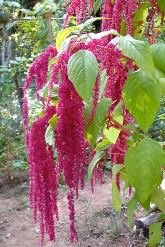 Amaranth Love-lies-bleeding Flower Essence