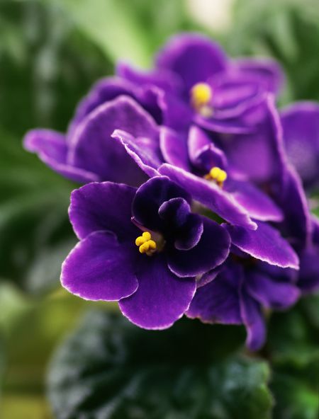 African Violet Flower Remedy