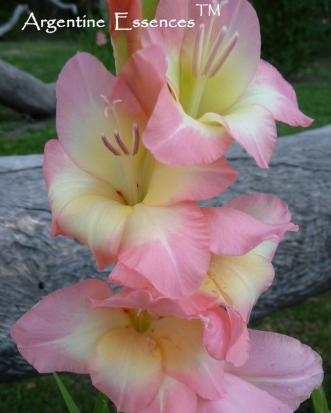 Gladioli Flower Essence