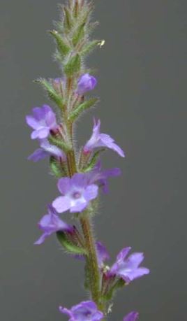 Gray Vervain Wildflower Remedy