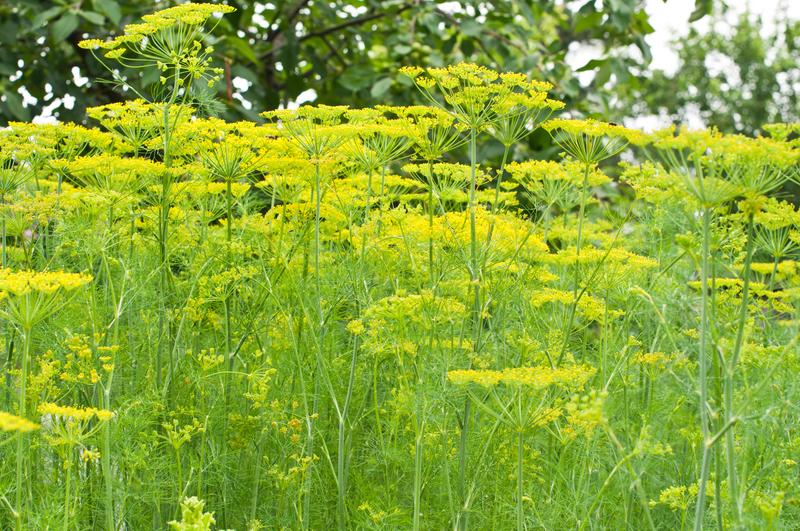 Dill Flower Essence