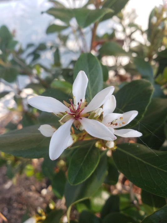 Indian Hawthorn Flower Essence (Moonlight Infusion)