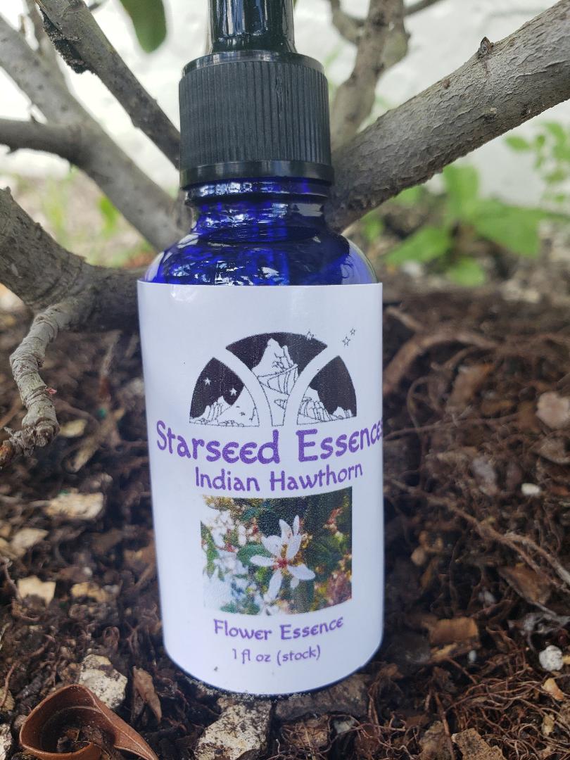 Indian Hawthorn Flower Essence (Moonlight Infusion)