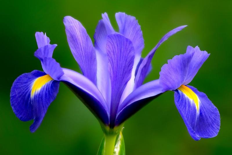 Iris Pallida Flower Essence