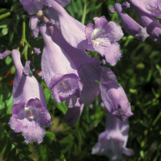 Jacaranda Flower Remedy