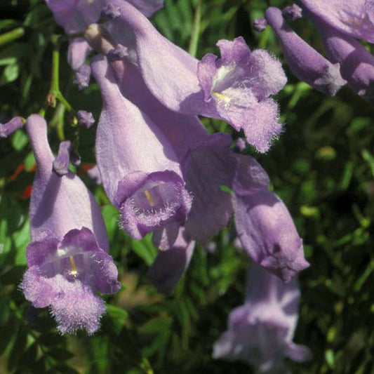Jacaranda Flower Remedy