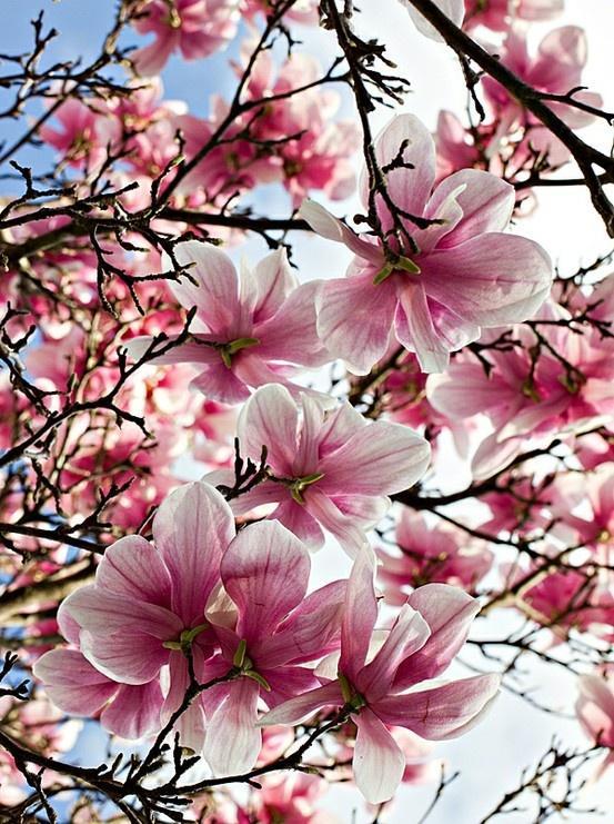 Japanese Magnolia Flower Remedy