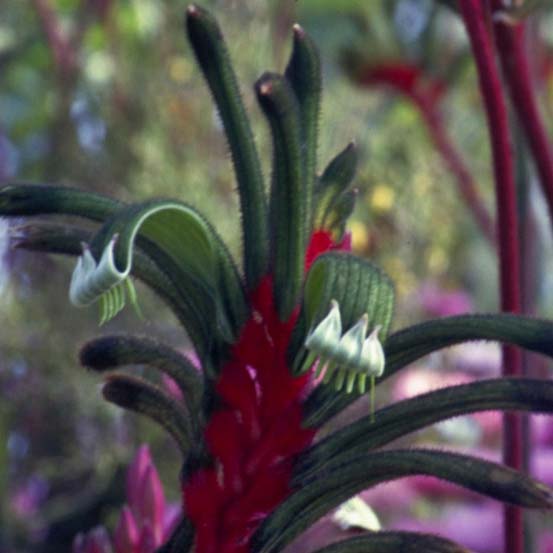 Kangaroo Paw Flower Essence