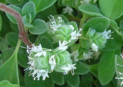 Knotted Marjoram Flower Essence