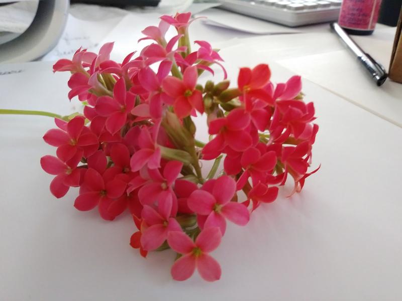 Kalanchoe Flower Essence
