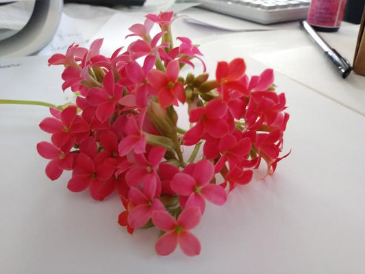 Kalanchoe Flower Essence