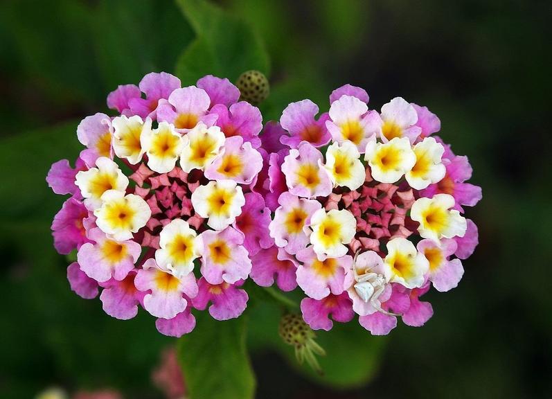 Lantana Flower Remedy