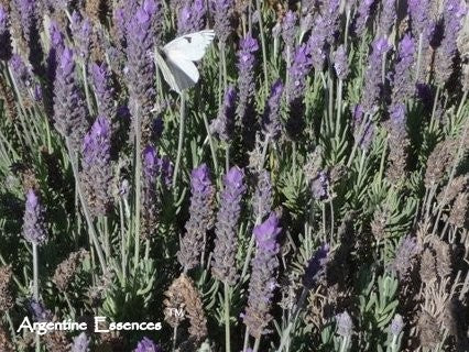 Lavender Flower Essence