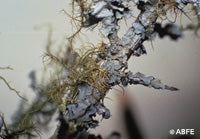 Lichen Flower Essence Remedy