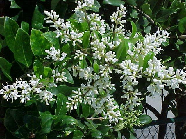 Ligustrum Flower Remedy