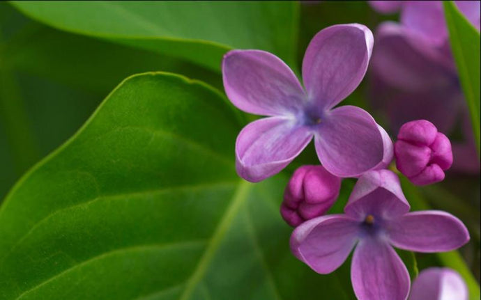 best flower essence for anxiety flower essences for anxiety