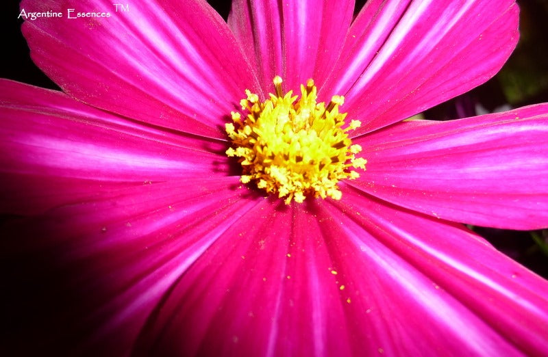 Magenta Cosmos Flower Essence