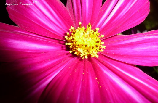 Magenta Cosmos Flower Essence