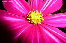 Load image into Gallery viewer, Magenta Cosmos Flower Essence
