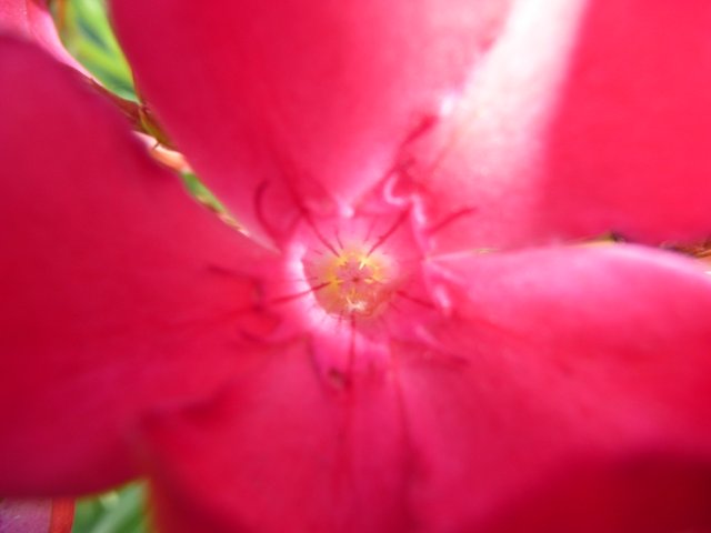 Magenta Oleander Flower Remedy