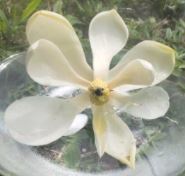 Load image into Gallery viewer, Magnolia De Yeshua Flower Essence (sunlight)
