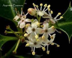 Holly Flower Remedy