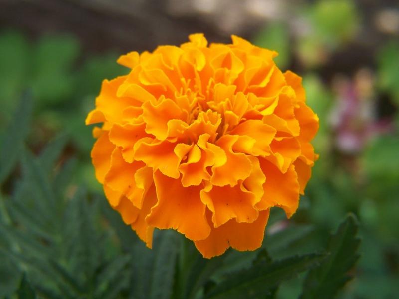 Marigold Flower Remedy
