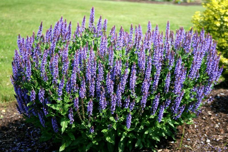 Meadow Sage Flower Remedy