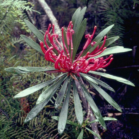 Monga Waratah Flower Essence Remedy