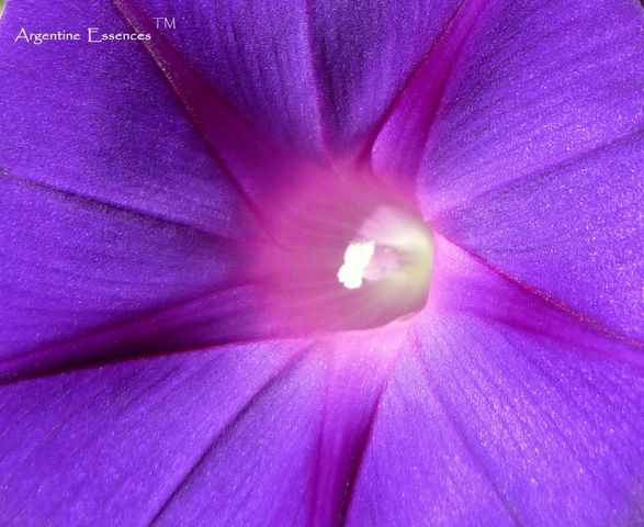 Morning Glory Flower Essence