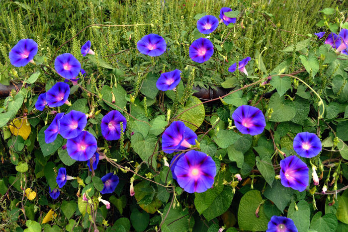 Morning Glory Flower Remedy
