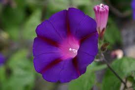 Morning Glory Flower Remedy