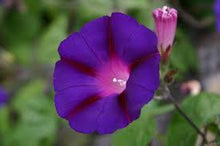 Load image into Gallery viewer, Morning Glory Flower Remedy
