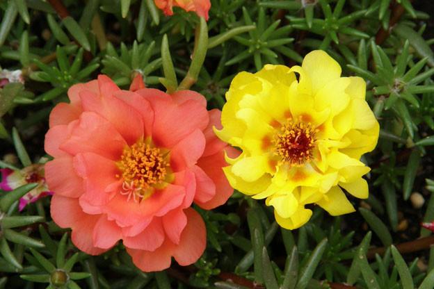 Moss Rose Flower Remedy