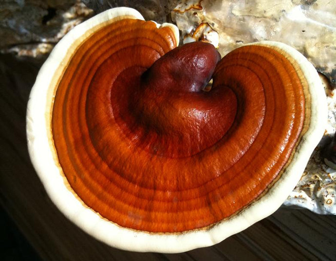 Magic Mushroom Essence