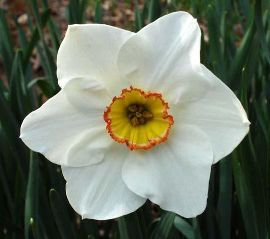 Narcissus flower Remedy